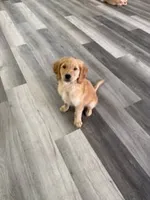 AKC Purebred Golden Retriever Male, a male Golden Retriever for sale in Ann Arbor, MI – 2 of 5