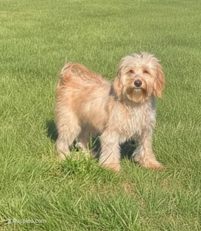 Miniature Goldendoodle 20 lbs