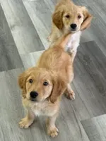 AKC Purebred Golden Retriever Male, a male Golden Retriever for sale in Ann Arbor, MI – 3 of 6