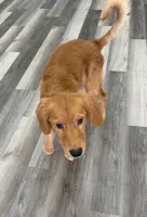AKC Purebred Golden Retriever Male, a male Golden Retriever for sale in Ann Arbor, MI – 1 of 3