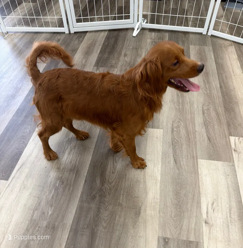 Mini Goldendoodle - 25 lbs – Miniature Goldendoodle puppy for sale in Ann Arbor, MI