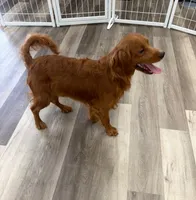 Mini Goldendoodle - 25 lbs, a male Miniature Goldendoodle for sale in Ann Arbor, MI – 1 of 4