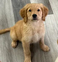 AKC Purebred Golden Retriever Female, a female Golden Retriever for sale in Ann Arbor, MI – 1 of 6