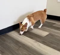 Tucker, a male Pembroke Welsh Corgi for sale in Ann Arbor, MI – 2 of 5
