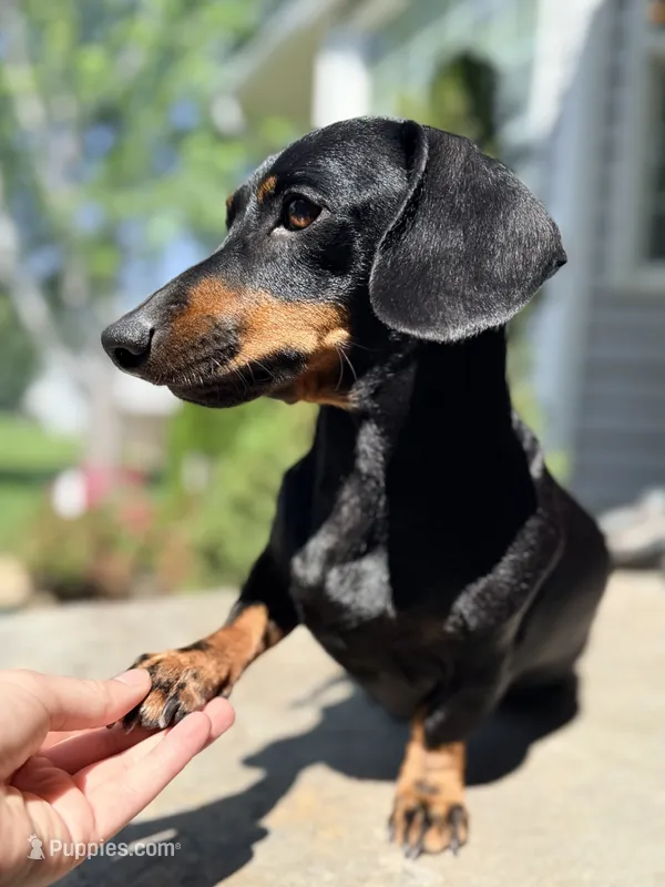Dina – Miniature Dachshund puppy for sale in Rigby, ID