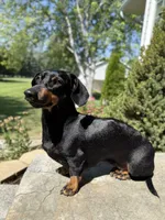 Dina, a female Miniature Dachshund for sale in Rigby, ID – 2 of 2