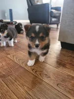Chip, a male Pembroke Welsh Corgi for sale in Licking, MO – Photo 2 of 3