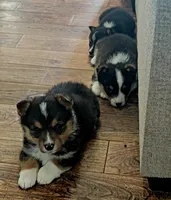 Chip, a male Pembroke Welsh Corgi for sale in Licking, MO – Photo 3 of 3