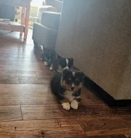 Sweetie, a female Pembroke Welsh Corgi for sale in Licking, MO – Photo 3 of 3