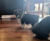 Sweetie, a female Pembroke Welsh Corgi for sale in Licking, MO – Photo 2 of 3