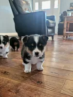 Stella, a female Pembroke Welsh Corgi for sale in Licking, MO – Photo 1 of 3