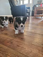 Stella, a female Pembroke Welsh Corgi for sale in Licking, MO – Photo 3 of 3