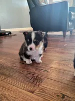 Miles, a male Pembroke Welsh Corgi for sale in Licking, MO – Photo 2 of 3