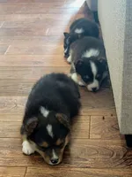 Miles, a male Pembroke Welsh Corgi for sale in Licking, MO – Photo 3 of 3