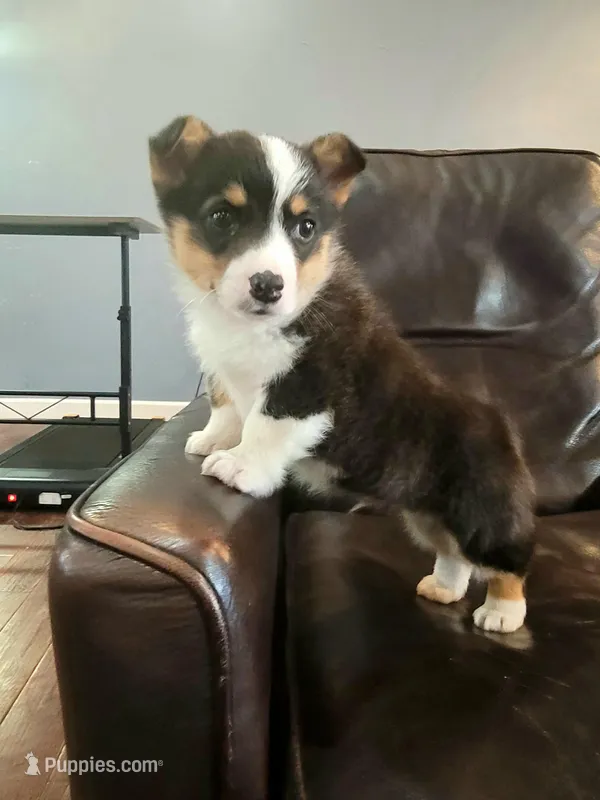 Miles – Pembroke Welsh Corgi puppy for sale in Licking, MO