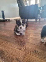 Miles, a male Pembroke Welsh Corgi for sale in Licking, MO – Photo 1 of 3