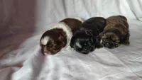 Aziza, a female Shih Tzu for sale in McDonough, GA – 9 of 10