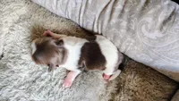 Aziza, a female Shih Tzu for sale in McDonough, GA – 7 of 10
