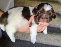 Aziza, a female Shih Tzu for sale in McDonough, GA – 2 of 10