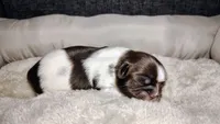 Aziza, a female Shih Tzu for sale in McDonough, GA – 4 of 10