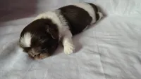 Aziza, a female Shih Tzu for sale in McDonough, GA – 3 of 10