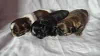 Aziza, a female Shih Tzu for sale in McDonough, GA – 8 of 10