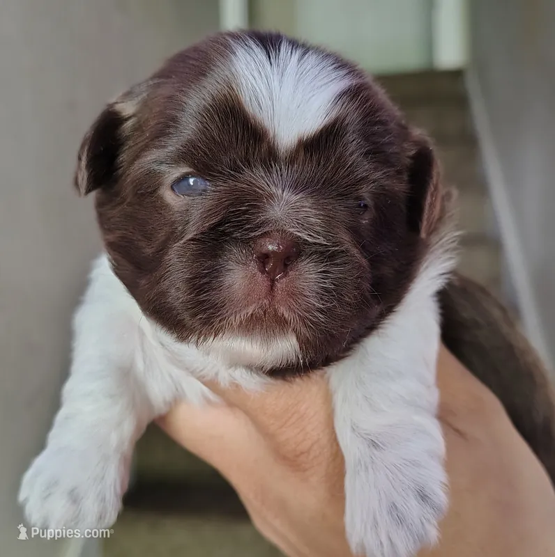 Aziza – Shih Tzu puppy for sale in McDonough, GA