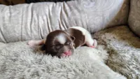 Aziza, a female Shih Tzu for sale in McDonough, GA – 6 of 10