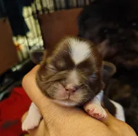 Aziza, a female Shih Tzu for sale in McDonough, GA – 5 of 10