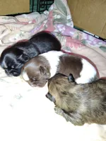 Aziza, a female Shih Tzu for sale in McDonough, GA – 10 of 10