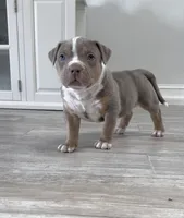 WL, a male American Bully for sale in Naples, FL – 4 of 10