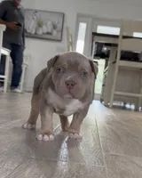S, a male American Bully for sale in Naples, FL – 4 of 10