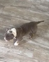 Villalla, a male American Bully for sale in Naples, FL – 6 of 10
