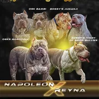 Villalla, a male American Bully for sale in Naples, FL – 10 of 10