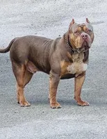 Villalla, a male American Bully for sale in Naples, FL – 9 of 10