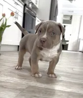 M, a male American Bully for sale in Naples, FL – 4 of 9