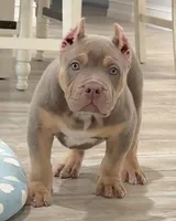 Napo, a male American Bully for sale in Naples, FL – 1 of 10