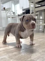 Villalla, a male American Bully for sale in Naples, FL – 5 of 10