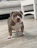 Villalla, a male American Bully for sale in Naples, FL – 4 of 10
