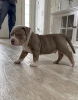 Villalla, a male American Bully for sale in Naples, FL – 7 of 10