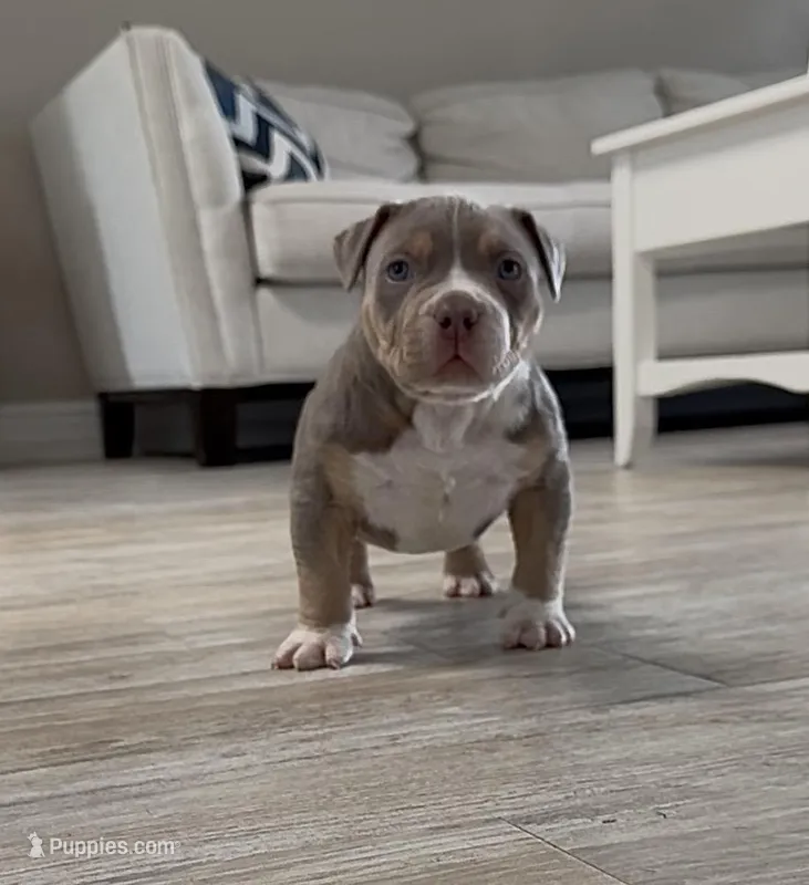 Villalla – American Bully puppy for sale in Naples, FL