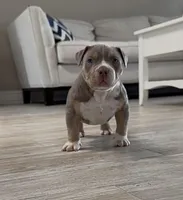 Villalla, a male American Bully for sale in Naples, FL – 1 of 10