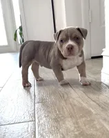 Villalla, a male American Bully for sale in Naples, FL – 2 of 10