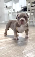 Villalla, a male American Bully for sale in Naples, FL – 3 of 10
