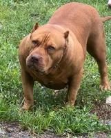 Amazona, a female American Bully for sale in Naples, FL – 8 of 9