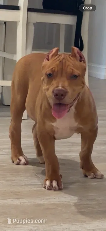 Amazona – American Bully puppy for sale in Naples, FL