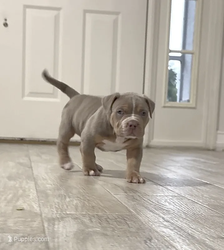 Poncho – American Bully puppy for sale in Naples, FL