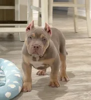 Napo, a male American Bully for sale in Naples, FL – 8 of 10