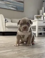 S, a male American Bully for sale in Naples, FL – 1 of 10