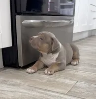 M, a male American Bully for sale in Naples, FL – 5 of 9
